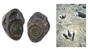 What is a fossil? Here an example of a Mold Fossil.