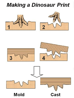 What is a fossil?